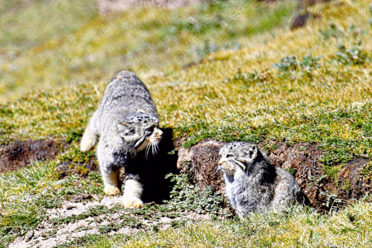 Zhao Yilin - Wild-animal-life-photo-9